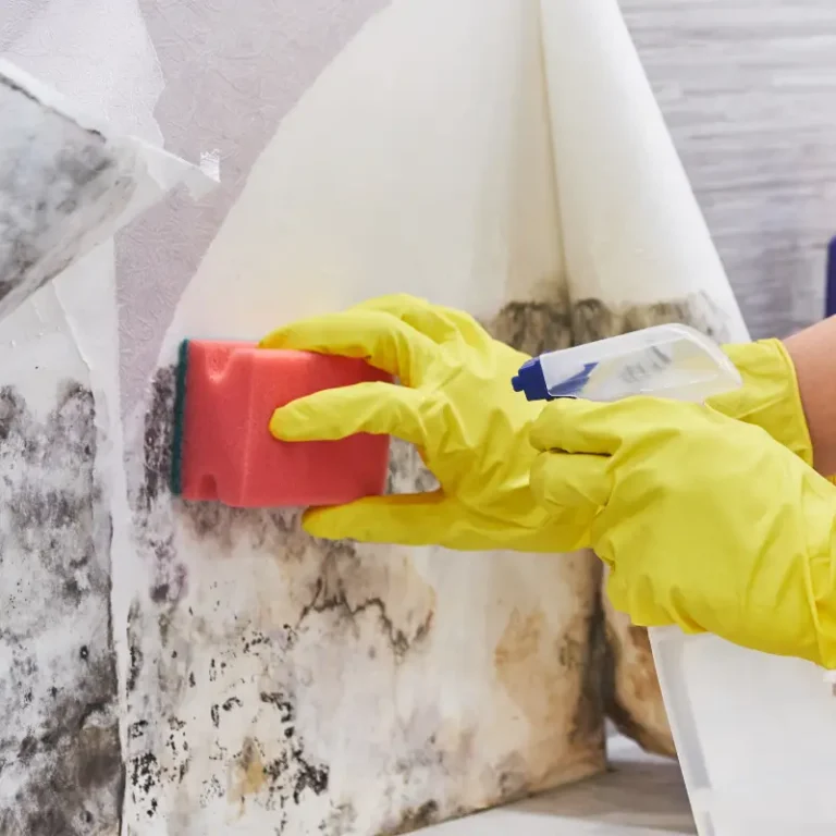 Mould Removal